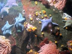 [Starfish]