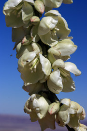 [Weird Flowering Plant at Grand View Point]