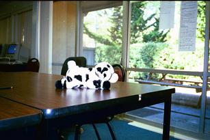 [Cow on Table]