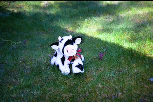 [Cow on Grass]