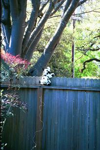 [Cow on Fence]