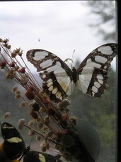 [Butterfly Inside a Frame]
