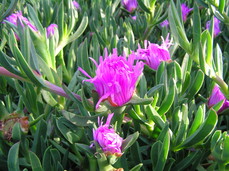 [Purple Iceplant Flowers]