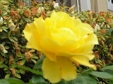 [Yellow Roses]