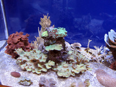 [Coral]