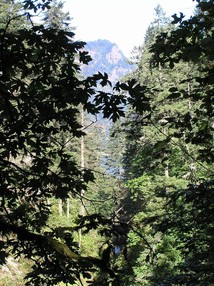 [Washington State Behind Trees]