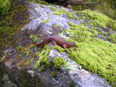 [A Newt at Lunchtime]