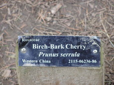 [Birch Bark Cherry Tree]