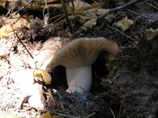 [Mushroom]