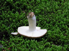 [Giant Mushroom]