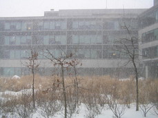 [Snowstorm at IBM Toronto]