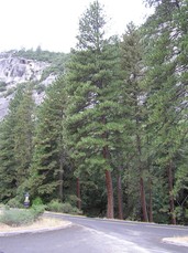 [Trees Near the CA140 Yosemite Entrance]