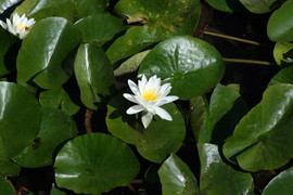 [Pond Flower]