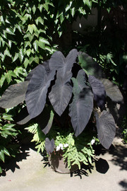 [Famous Black Leaf Plant]