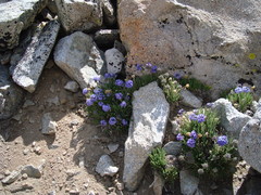 [Alpine Flowers!]