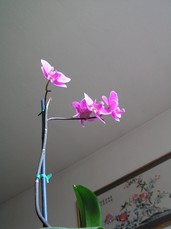 [Pink Orchid Flowers]