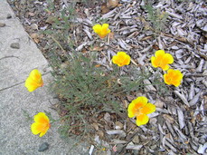 [Yellow Poppies that Steph Noticed]