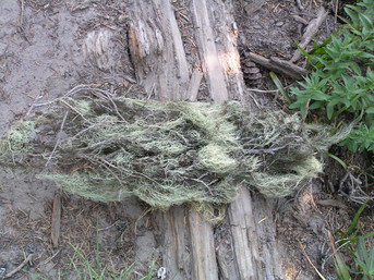 [Lichen covering a dead branch]
