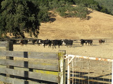 [Cows at the Ranch]