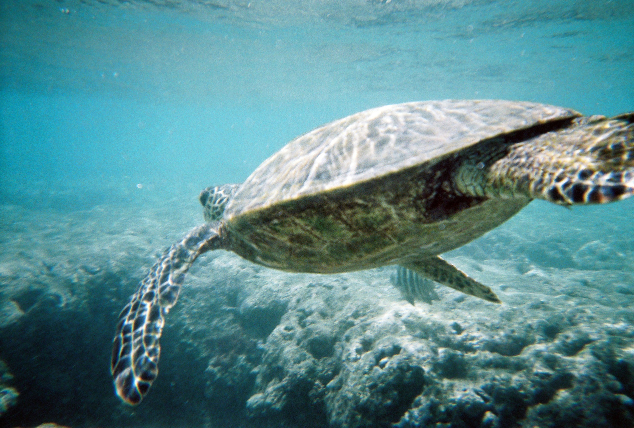 [Sea Turtle!!!]