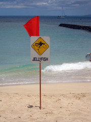 [Jellyfish Warning. These appeared midway through the trip.]