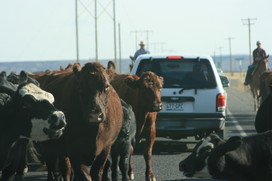 Cow Traffic