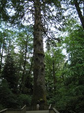 [Bottom of Oregon's Largest Tree (Sitka Spruce)]