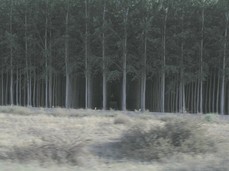 [Tree Farm]