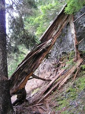 [Collapsed Tree at Waterfall]