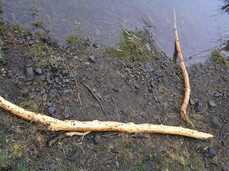 [Clean Cut Logs, Courtesy of Beavers]