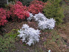 [Red and White Plants]