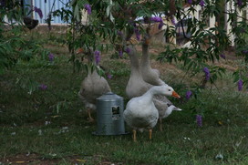 [Ducks at Kristen's farm]