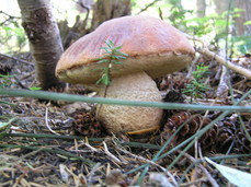 [Purple Mushroom]