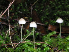 [Tiny Mushrooms]