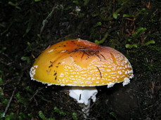 [Red Mushroom (Amanita Muscaria) from the Side]