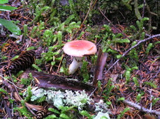 [Bright Red Mushroom (Russula Emetica?)]