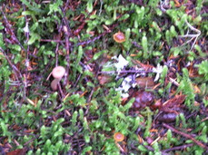 [Blurry Picture of Small Mushrooms]