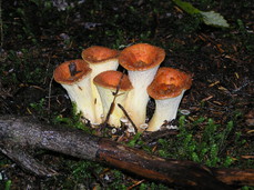 [Mushroom Cluster]