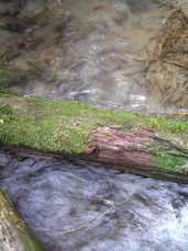 [Water Above the Log Goes Right; Below, it Goes Left]