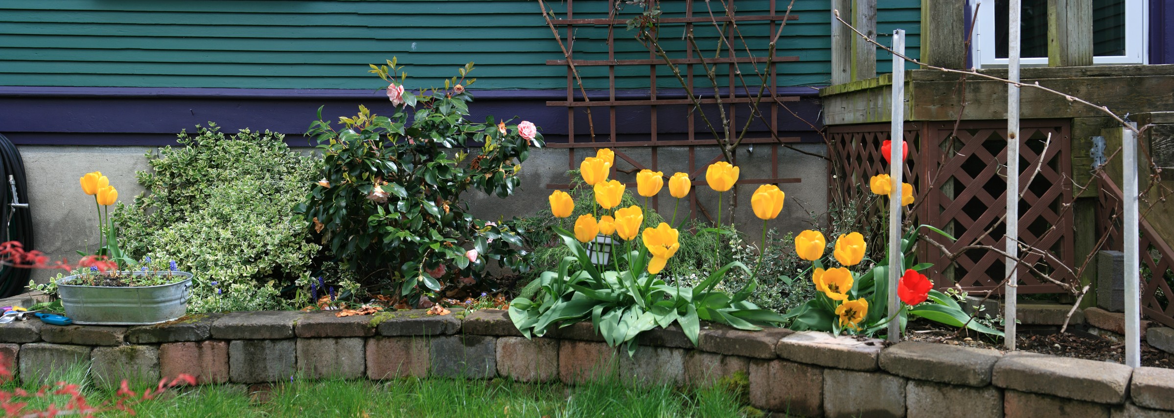 [Backyard Tulips and Carnations]