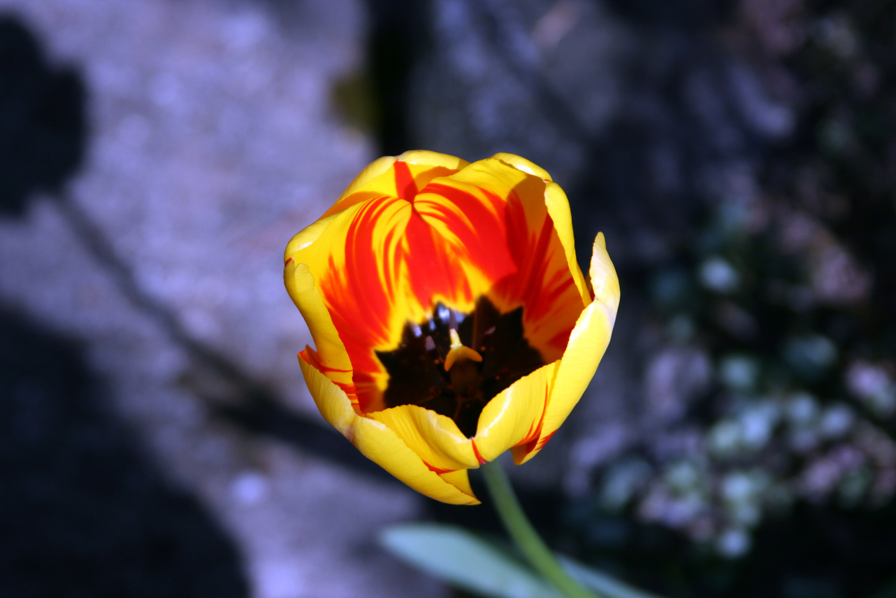 [Multicolored Tulip!]