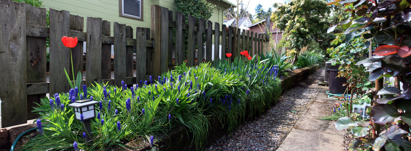 [Side Yard Tulips, Bluebells, and Roses]