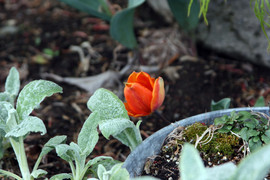 [Orange Tulip]