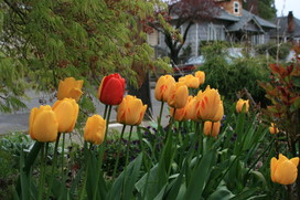 [Front Yard Tulips]
