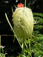 [Funny Cottonball Plant, Side View]