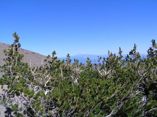 [Looking Back (North) at Mt. Adams from Lamberson Spur, 7,300 feet]