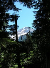 [The West Face of Mt. Hood Through the Trees]