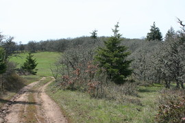 [Trail Leading to Field]