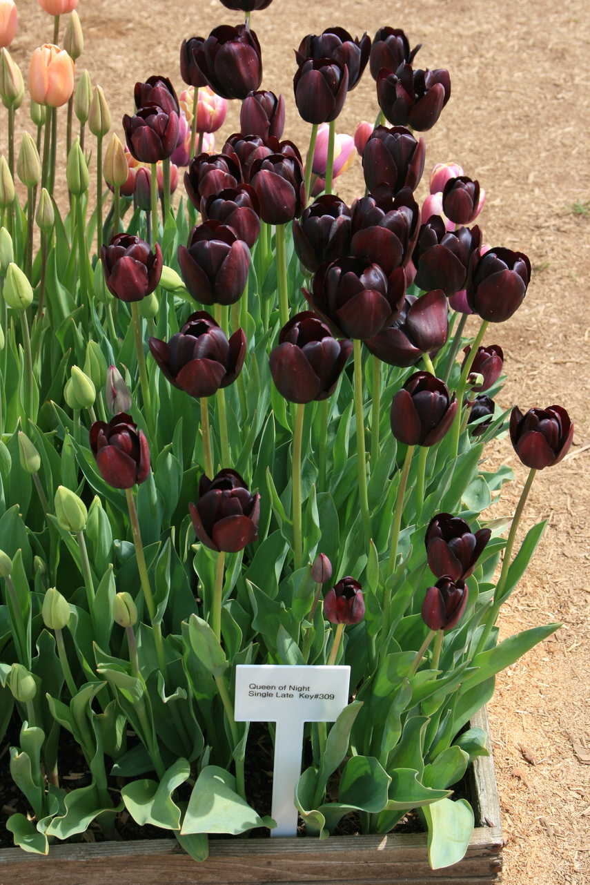 [Difficult Purple Tulips]
