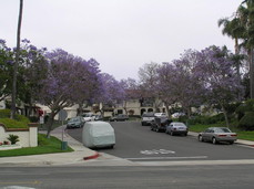 [Purple Flowered Trees, Palmilla Dr.]